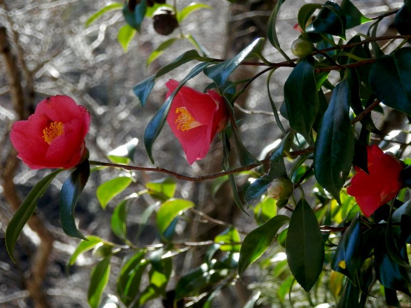 椿丸はまだ遠い