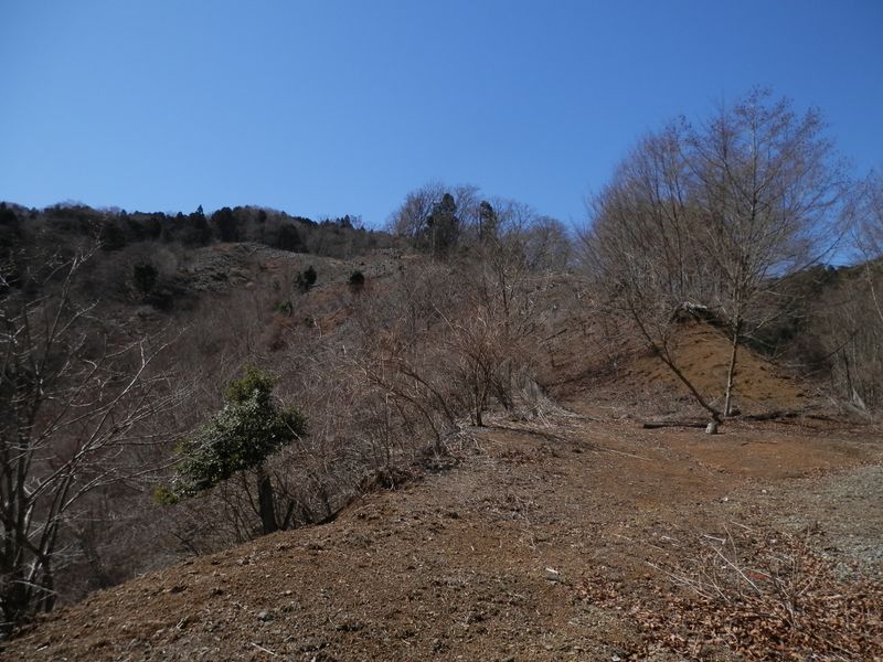 伐採された尾根を登る