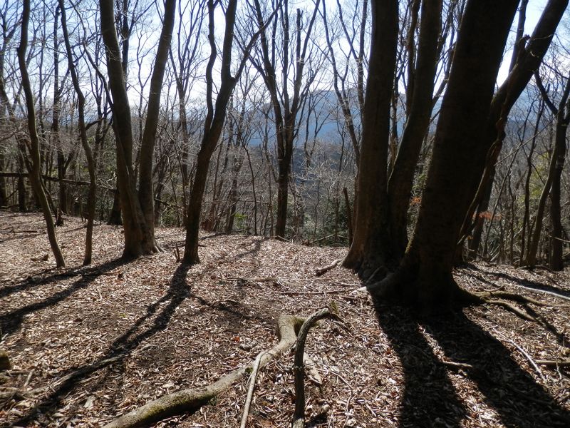 暗い檜林が終わって、明るい落葉樹林になる