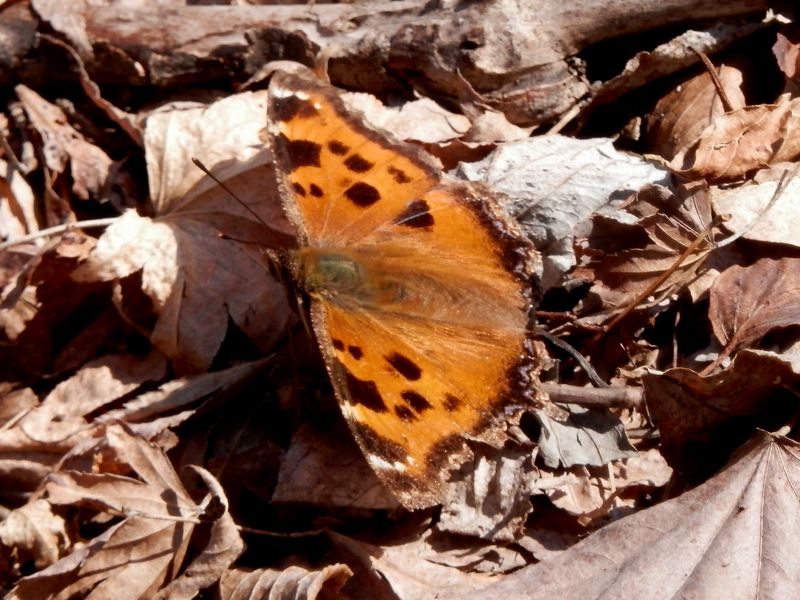 ヒオドシチョウ