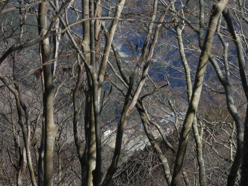 椿丸 -- 樹間に浅瀬が見える