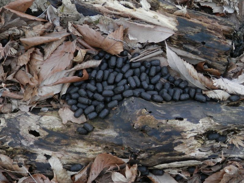 ここに美しい鹿がいた