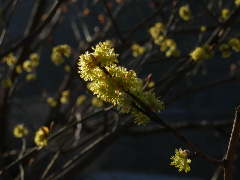世附川に咲くダンコウバイ