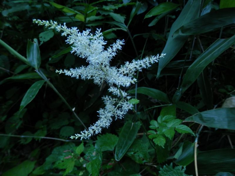 トリアシショウマ