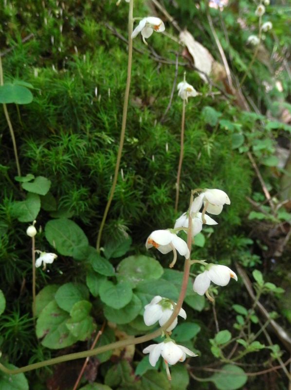 コバノイチヤクソウ