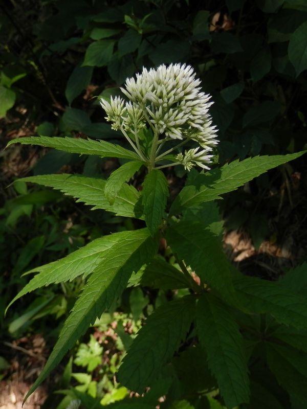 ヨツバヒヨドリ