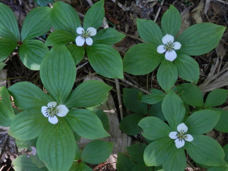 ゴゼンタチバナ