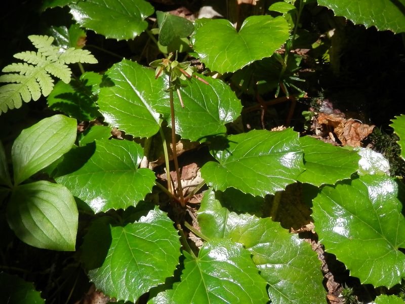 花の終わったオオイワカガミ