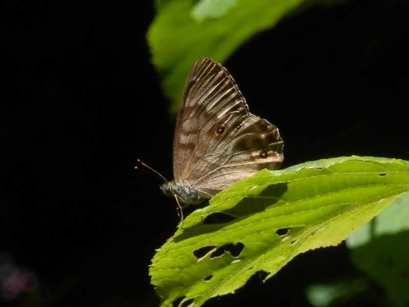 ヒメキマダラヒカゲ