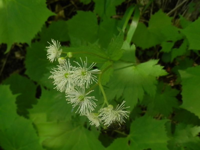 モミジカラマツ