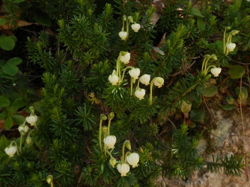 アオノツガザクラ