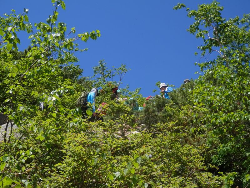 青空に映えるダケカンバ