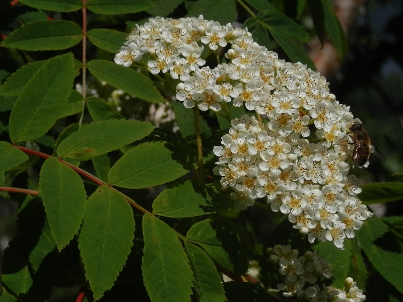 ウラジロナナカマド