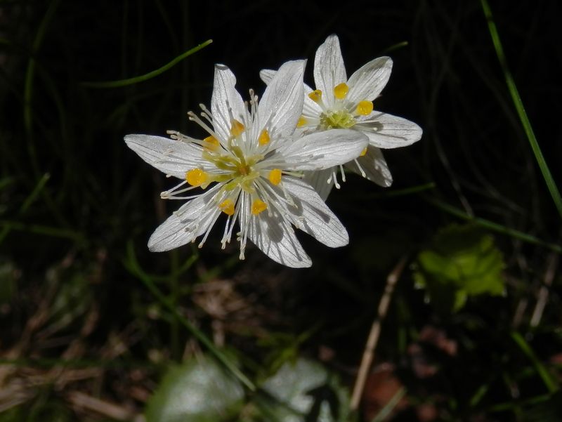 ７弁の何トカオウレン（？）