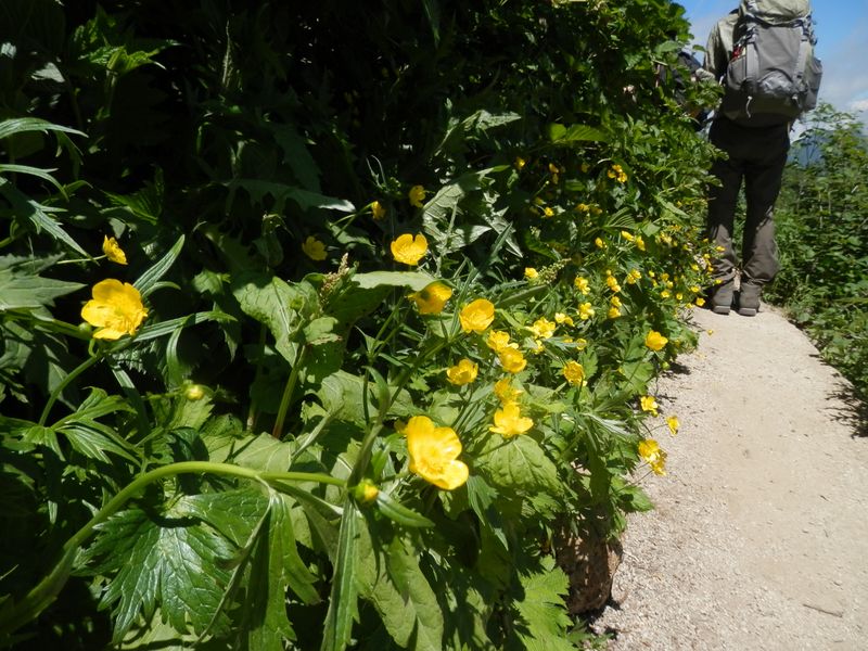 ミヤマキンポウゲ