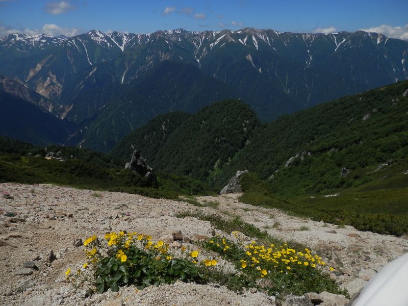 ミヤマキンバイと北アルプスの連嶺