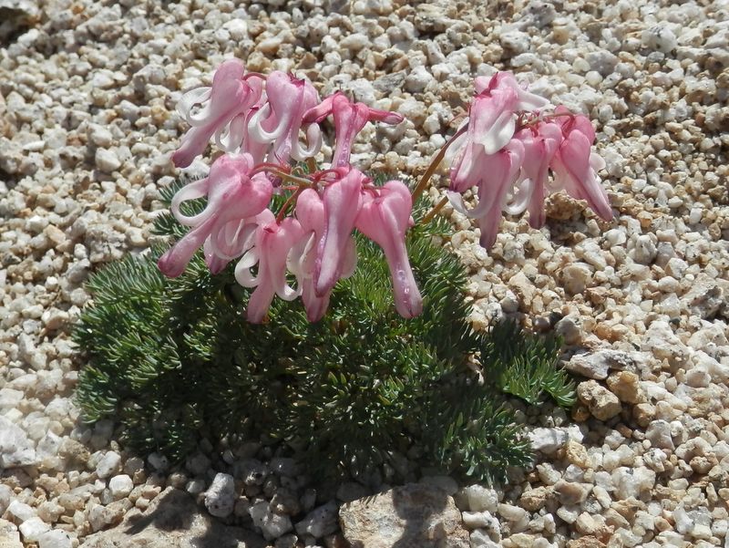 燕岳 -- コマクサ