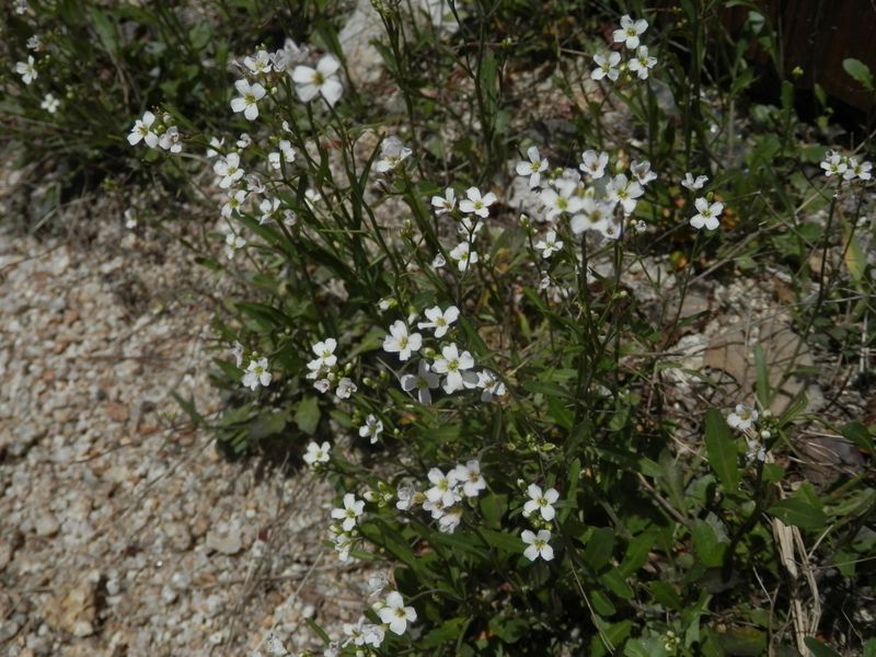 ミヤマハタザオかな