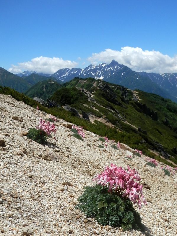 槍ヶ岳とコマクサ