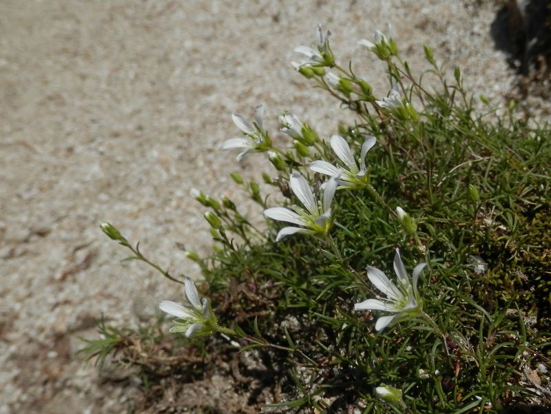 タカネツメクサ