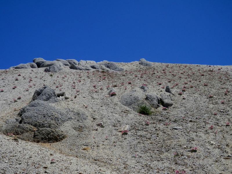 砂礫地には、コマクサしか育たないのだろうか？