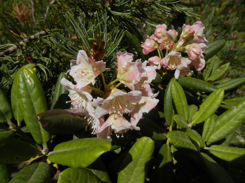 ハクサンシャクナゲ