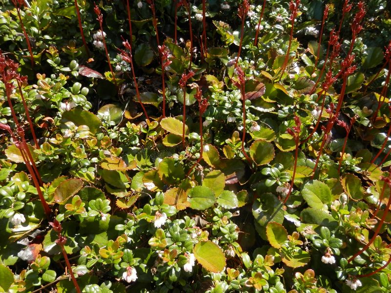 コイワカガミとコケモモ