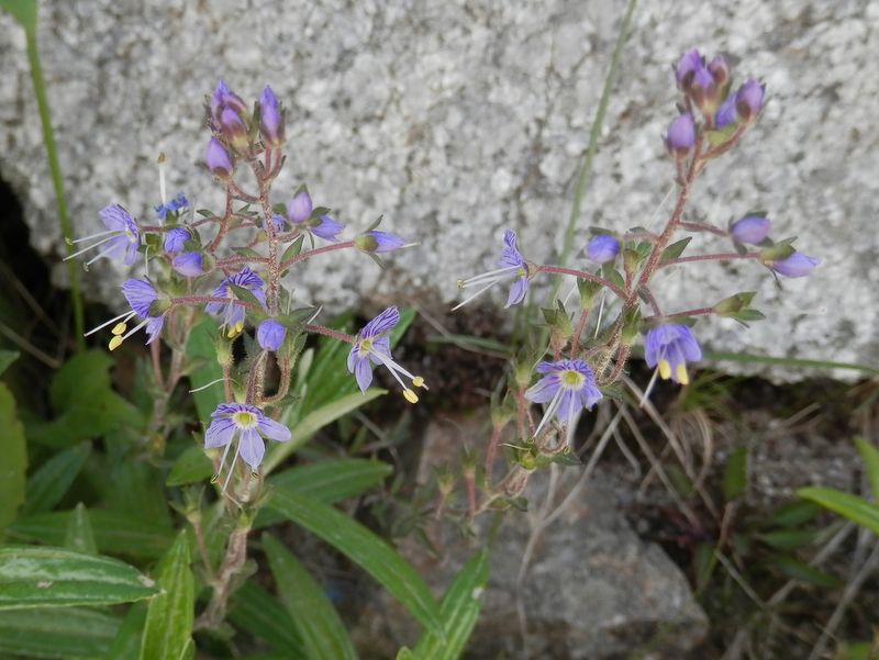 ミヤマクワガタ