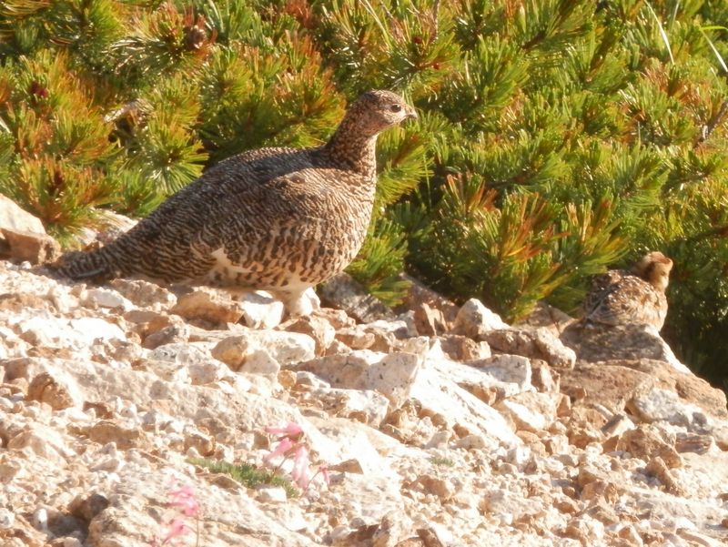 夕日を浴びる雷鳥の親子