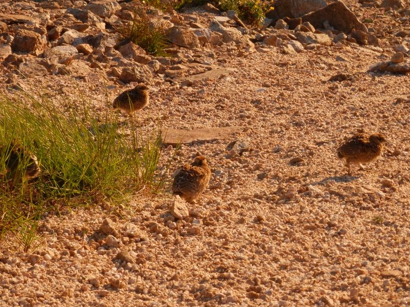 雷鳥の雛は、六羽いた