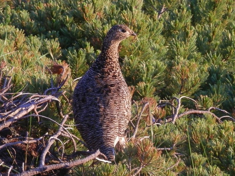 ハイマツに立つお母さん雷鳥