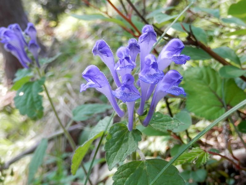 オカタツナミソウ