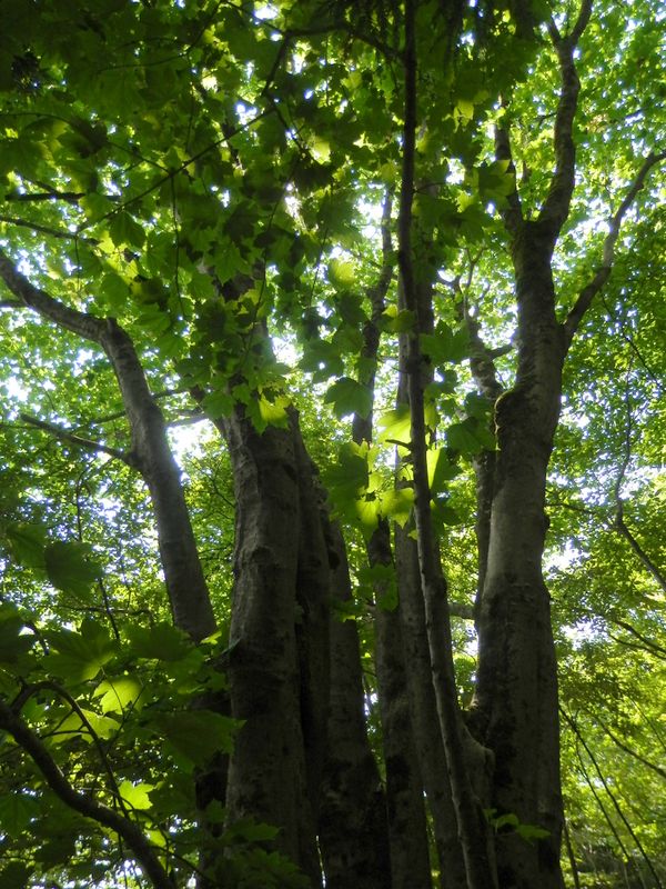 10本立ちのカジカエデ