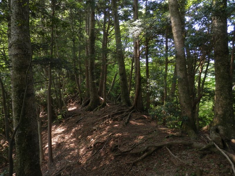 ツガ、ウラジロモミ、モミなどの並木尾根