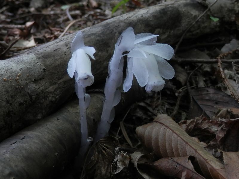 ギンリョウソウ