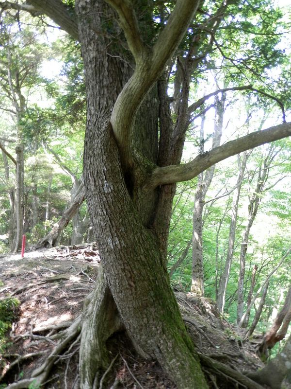 異なる2種の木が入り組む