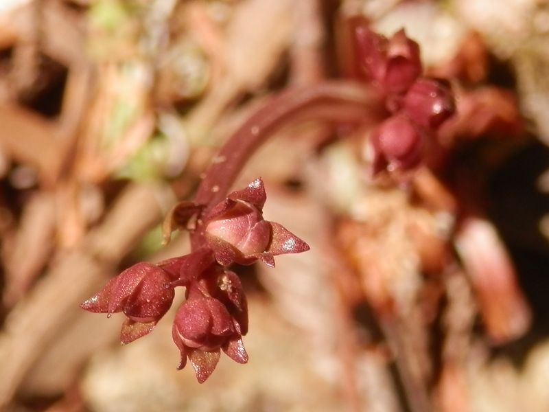 ベニバナイチヤクソウかな ?