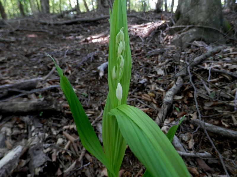 ササバギンラン