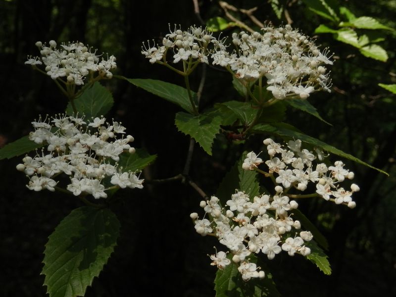 ミヤマガマズミ