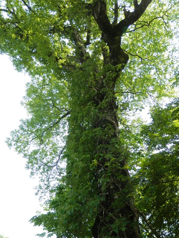 蔓性の植物がびっしり巻き付いたブナ