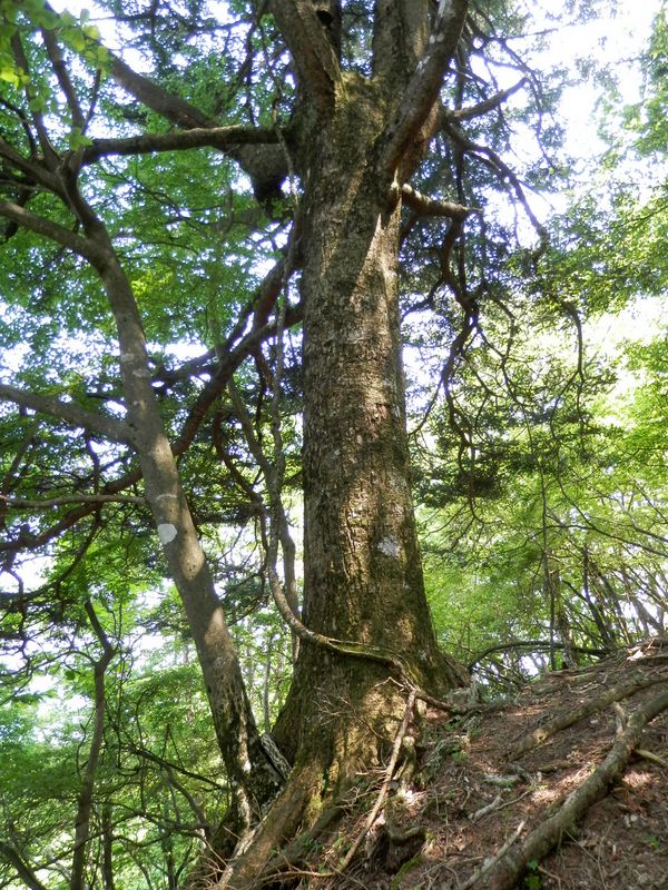 ウラジロモミの巨樹
