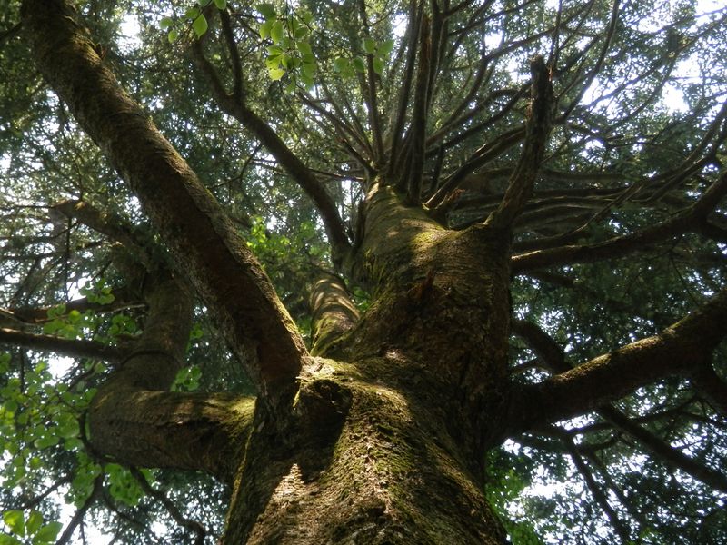 すごい貫禄のウラジロモミ