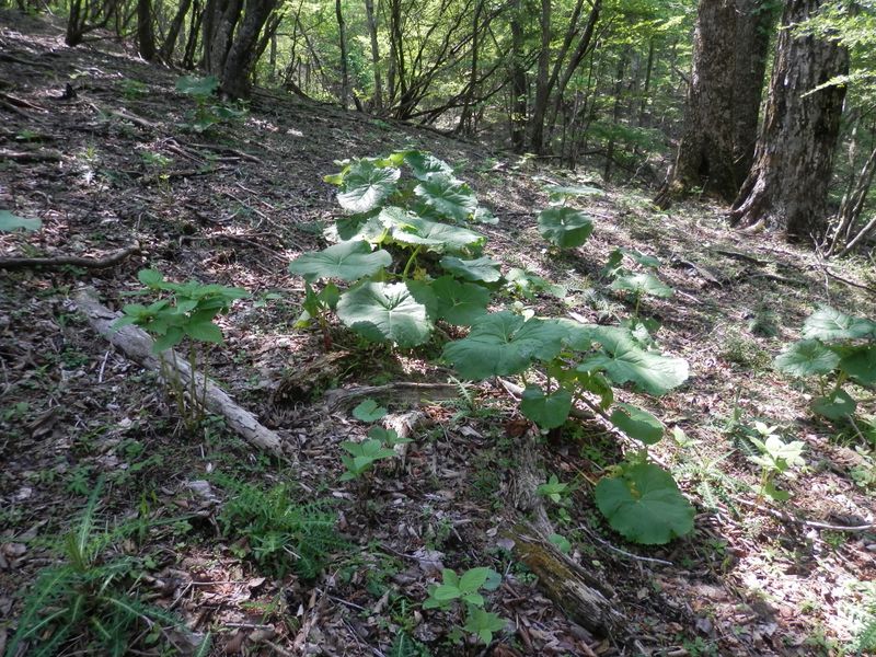 林床にマルバダケブキやアザミが