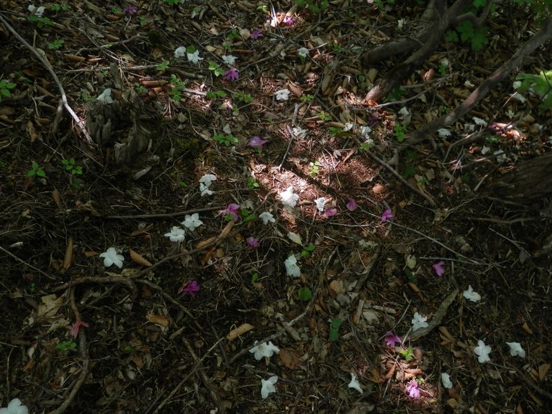 ツツジの木がある