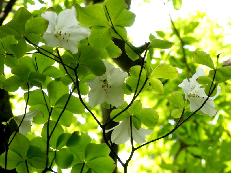 シロヤシオは、花も葉も愛らしい