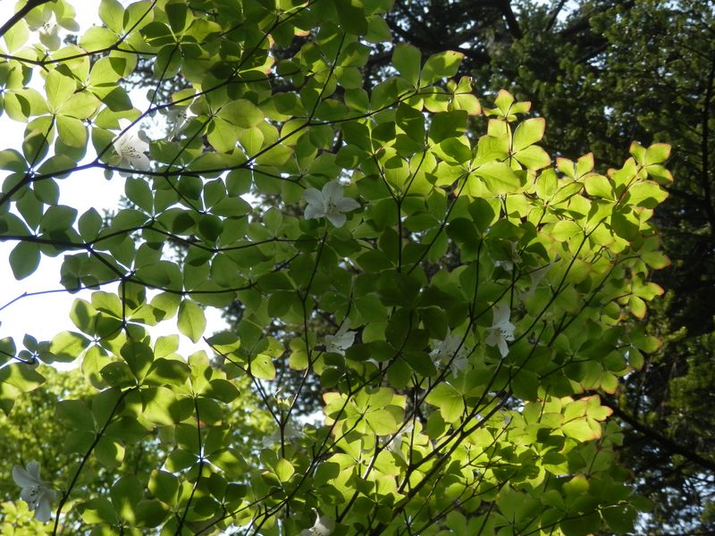 栂立尾根のシロヤシオ