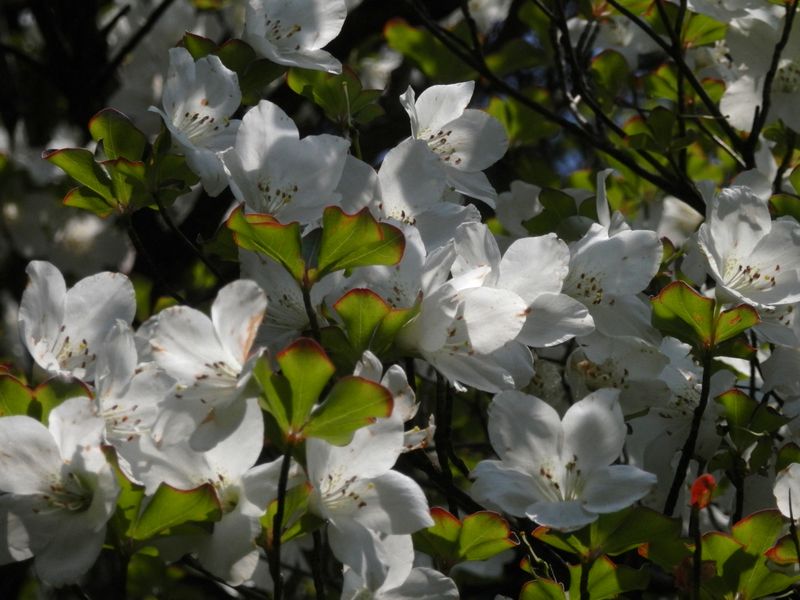 本間ノ頭付近のシロヤシオ