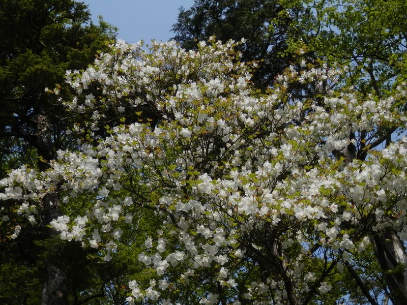 本間ノ頭付近のシロヤシオ