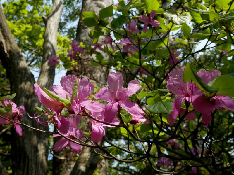 トウゴクミツバツツジ