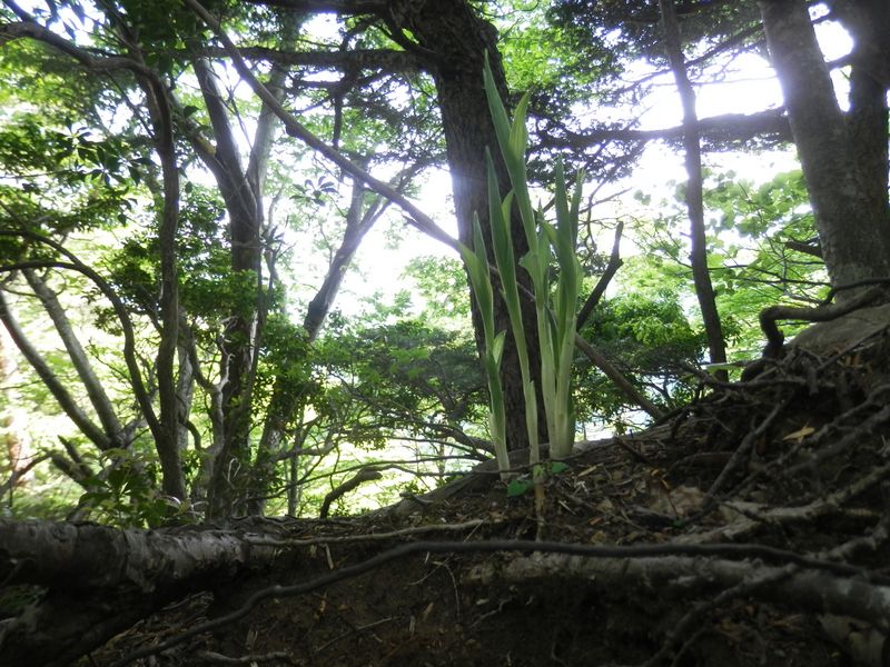 もしかして、ササバギンラン？